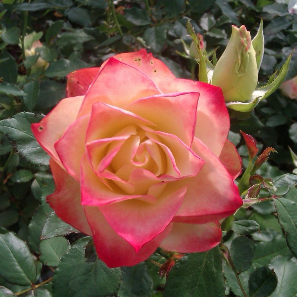 Rosa ORIGAMI - Trosroos