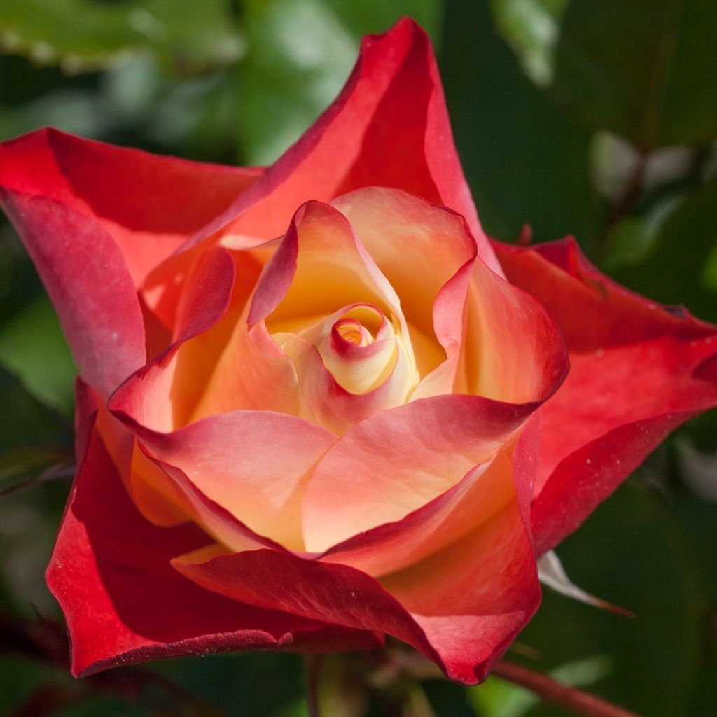 Rosa ORIGAMI - Trosroos