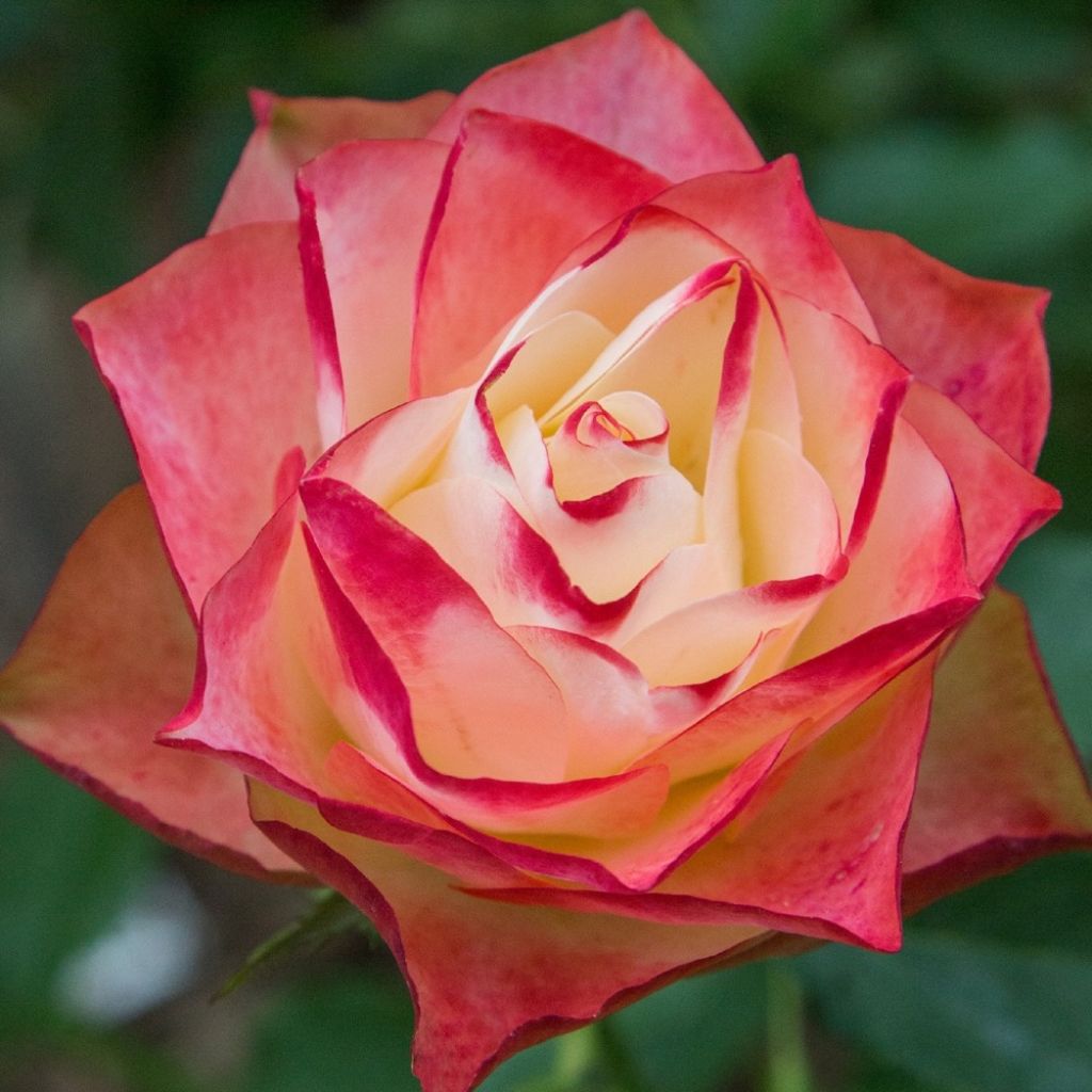 Rosa ORIGAMI - Trosroos