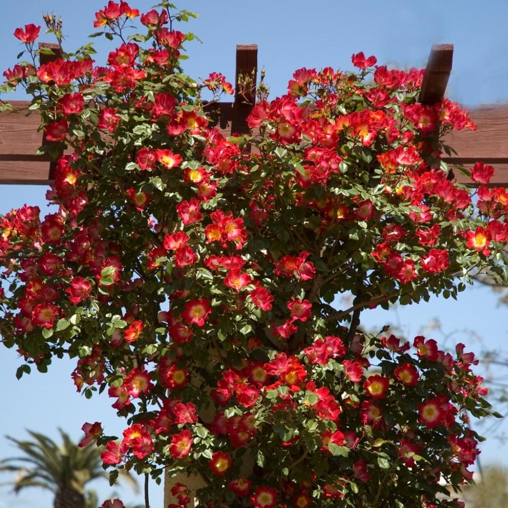 Rosa Cocktail - Klimroos