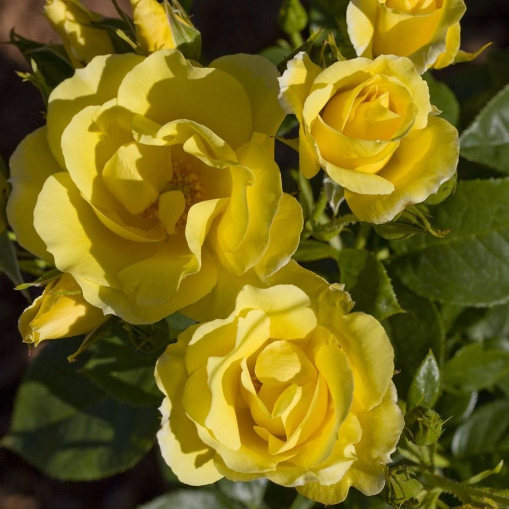 Rosa Happiness - Klimroos