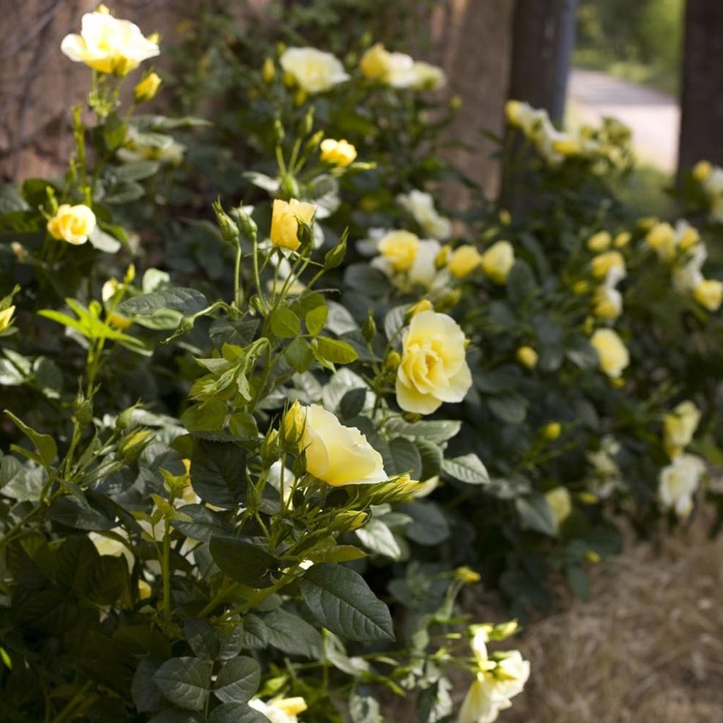 Rosa Happiness - Klimroos