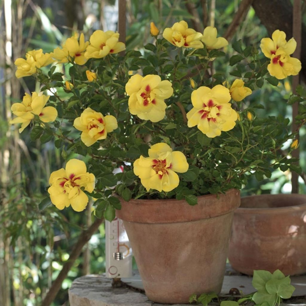 Rosa Eyeconic - Klimroos