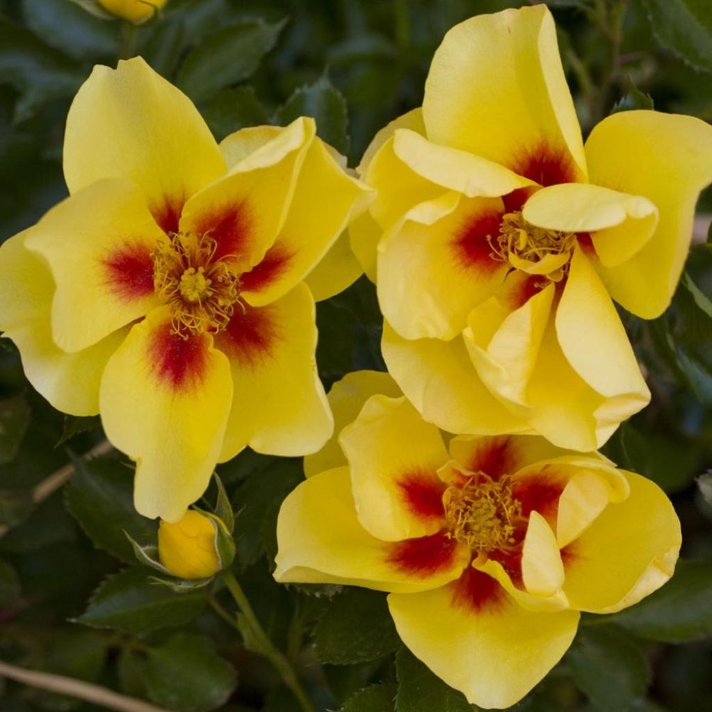 Rosa Eyeconic - Klimroos