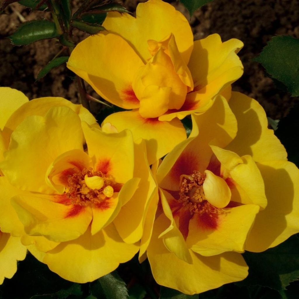 Rosa Eyeconic - Klimroos