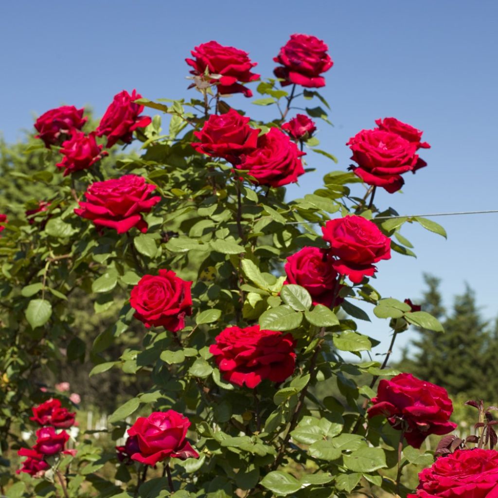 Rosa Climbing Botero - Klimroos