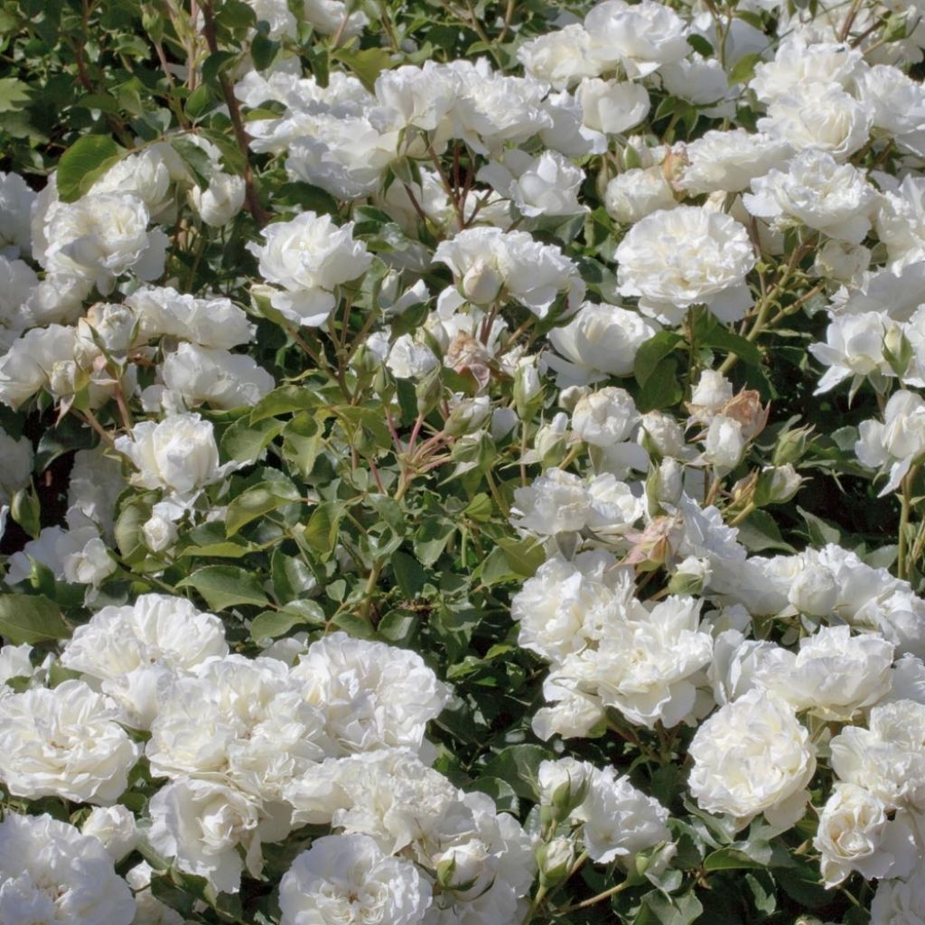 Rosa White Meidiland - Polyantharoos