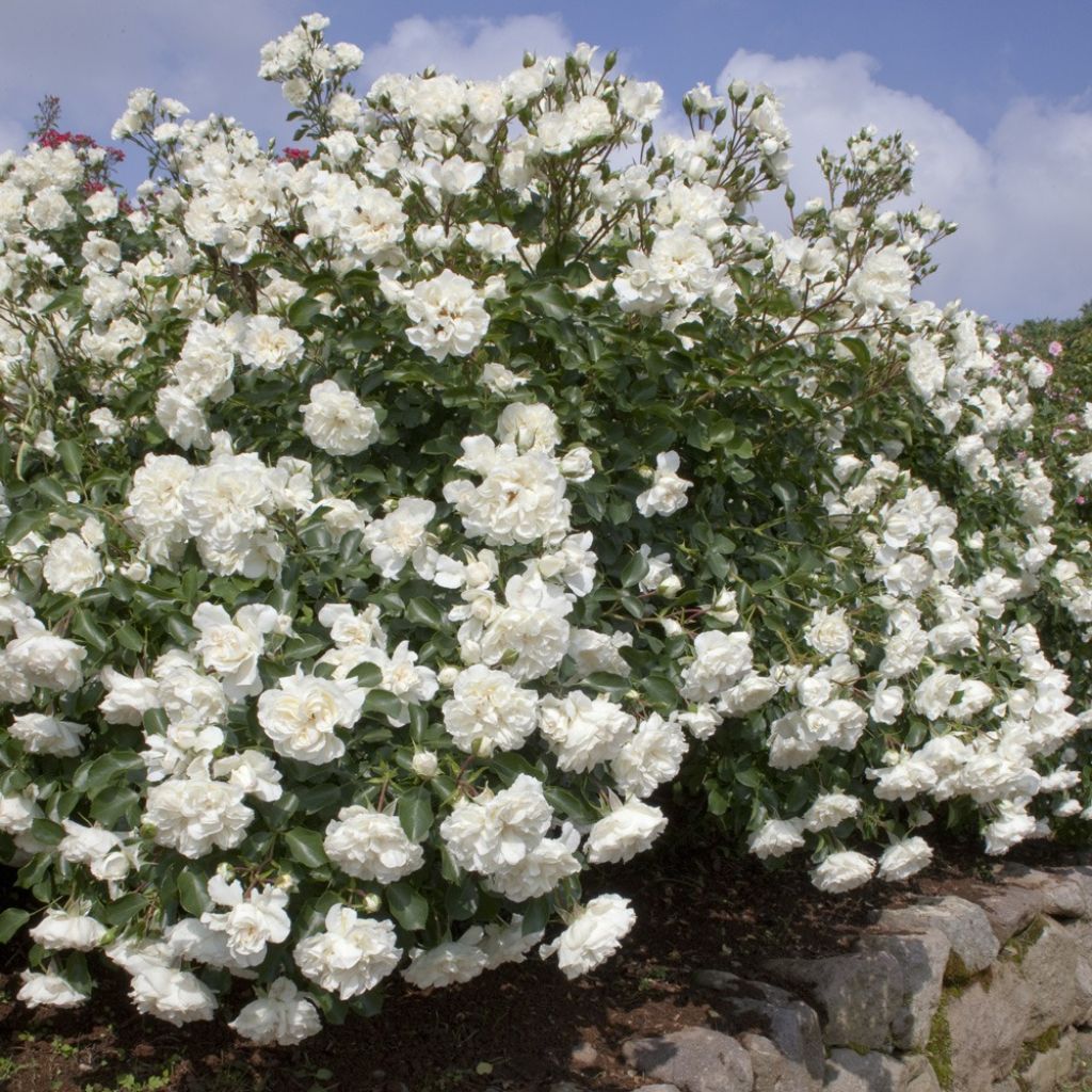 Rosa White Meidiland - Polyantharoos