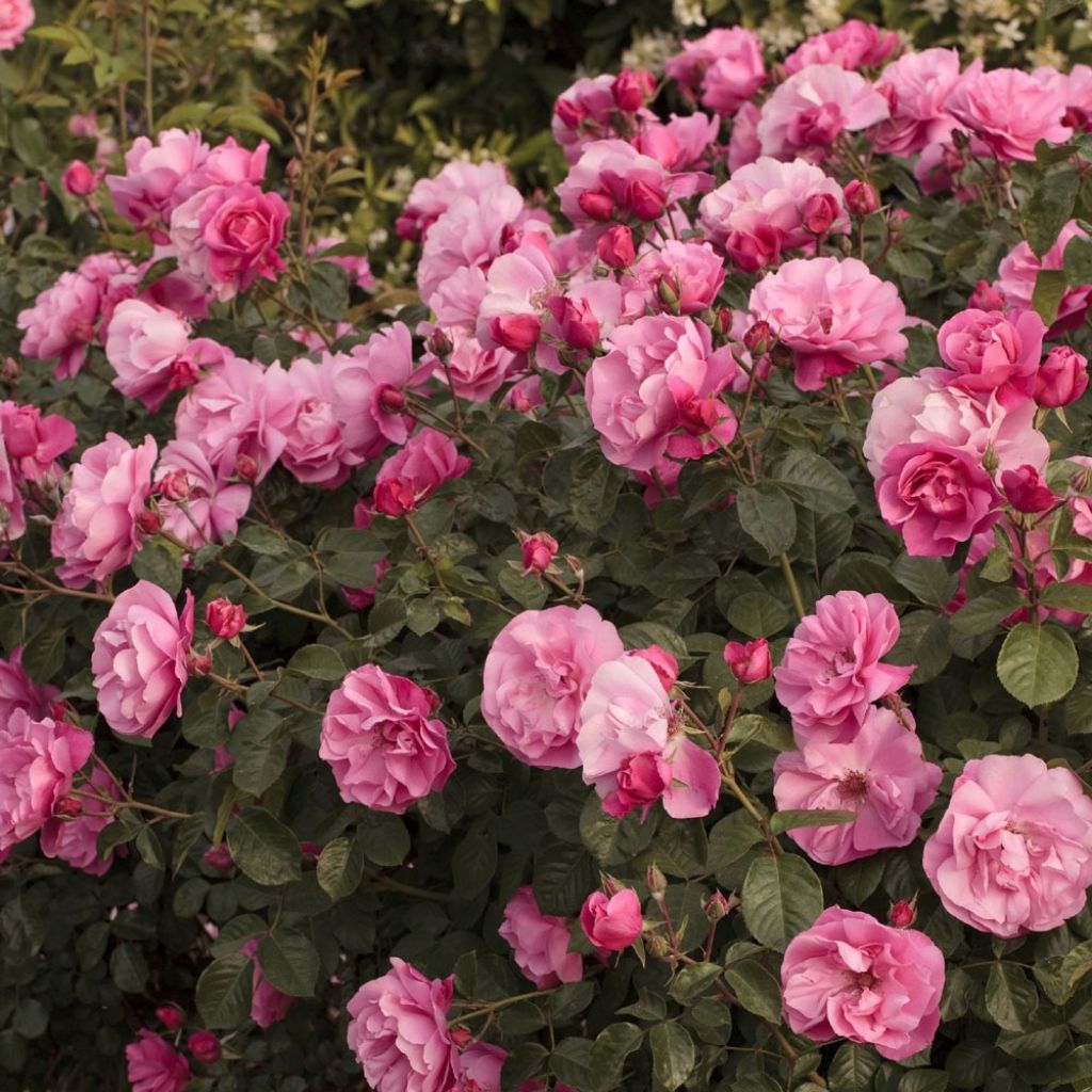 Rosa Play Rose - Polyantharoos