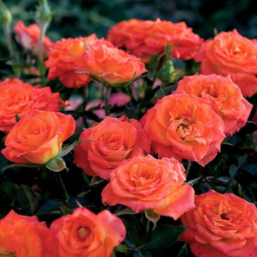 Rosa Mandarin Sunblaze - Miniatuurroos