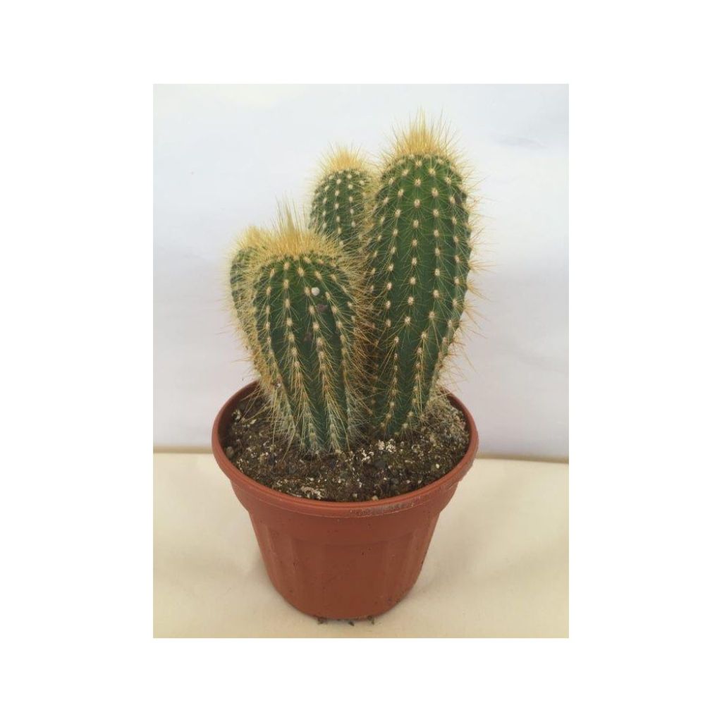 Vatricania guentheri - Zuilcactus