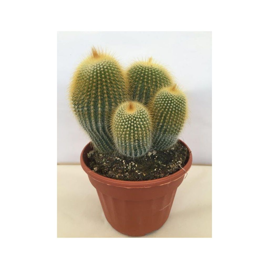 Parodia leninghausii - Gele bolcactus
