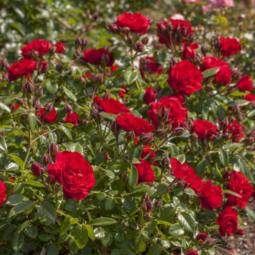 Rosa Tilt Symphonie - Miniatuurroos