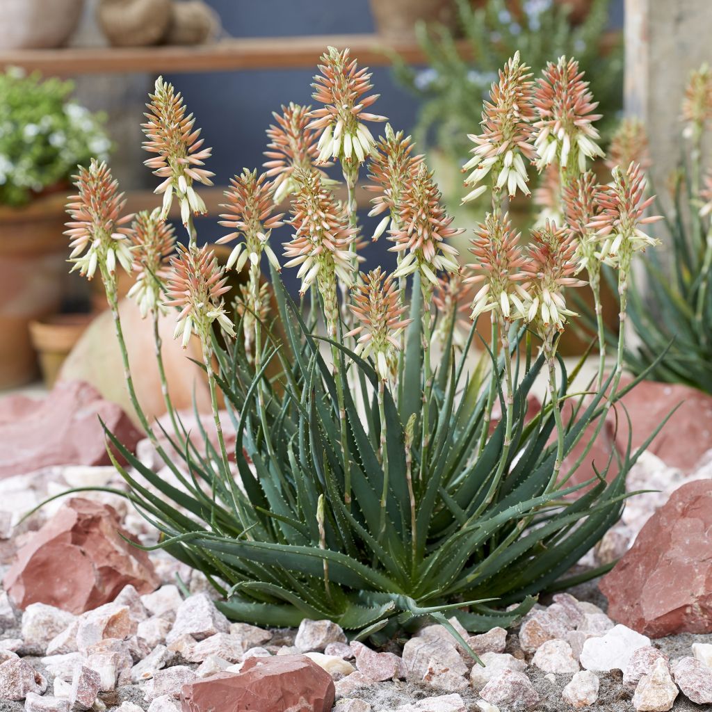 Aloe Safari Sunrise - Kandelaar aloë