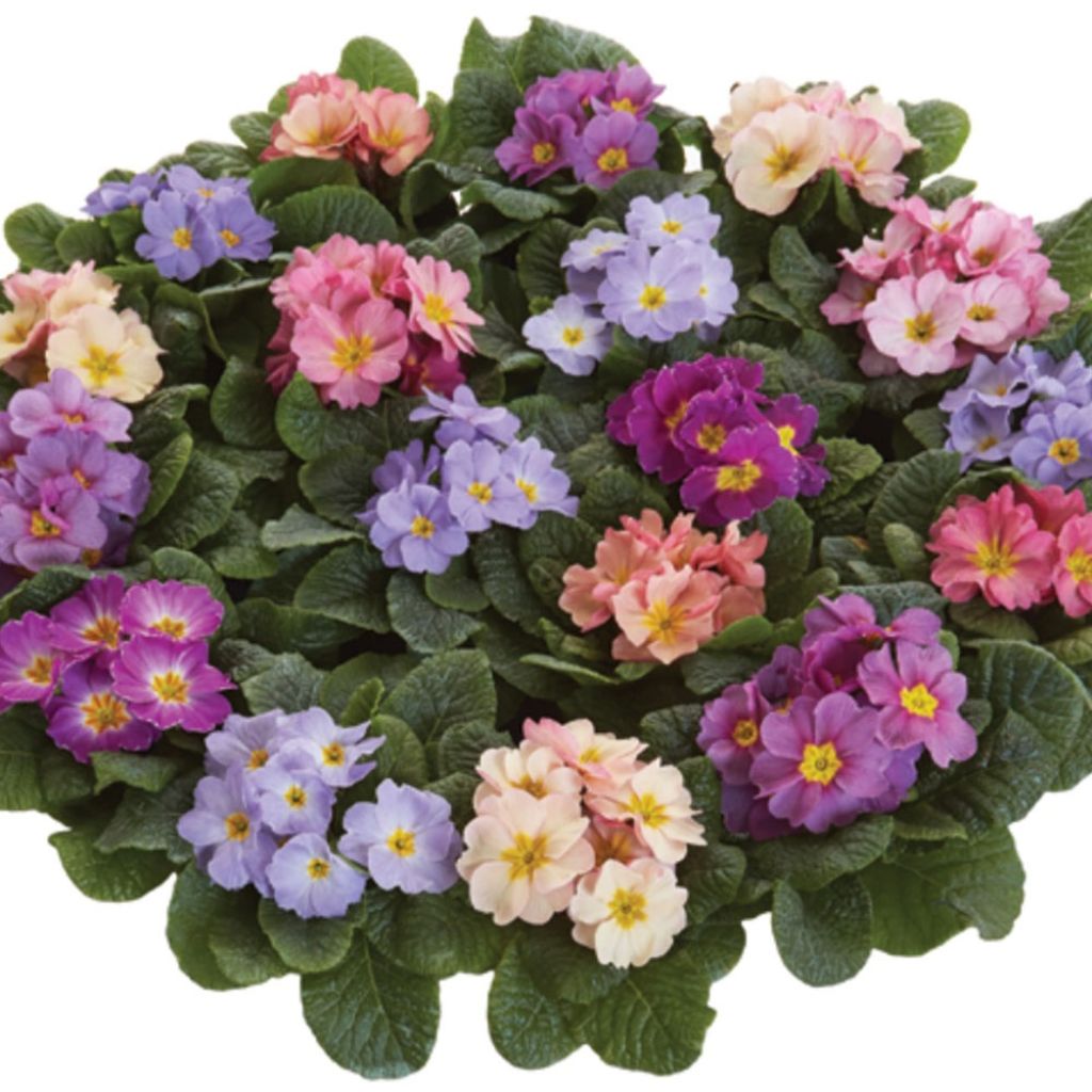 Primula Provence Mix (plugplanten) - Stengelloze sleutelbloem