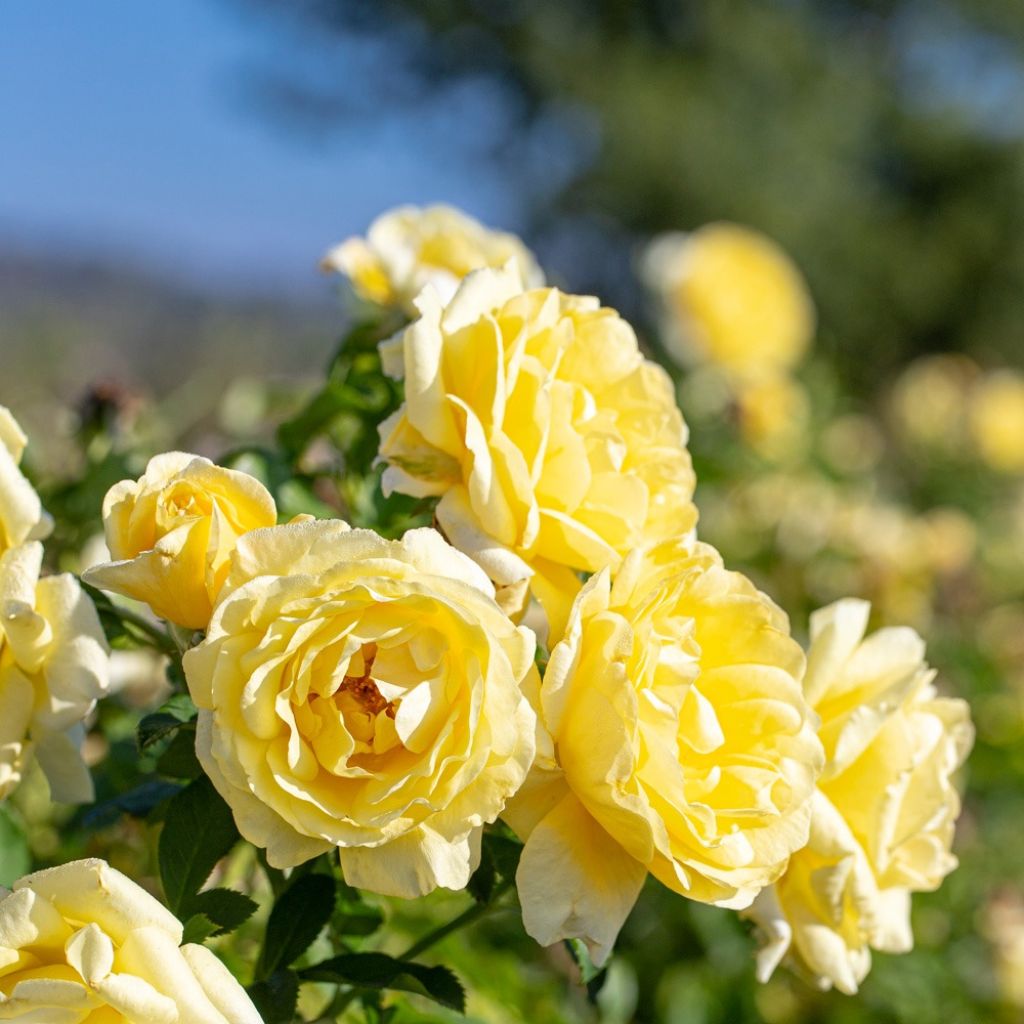 Rosa Rustica ® III - Trosroos