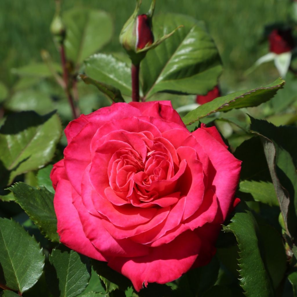 Rosa Cherry Explosion - Klimroos