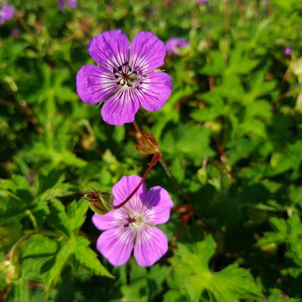 Geranium wallichianum Magical® All Summer Delight - Ooievaarsbek