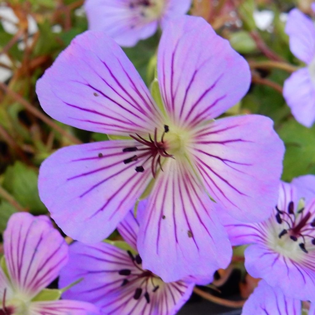 Geranium wallichianum Magical® All Summer Delight - Ooievaarsbek
