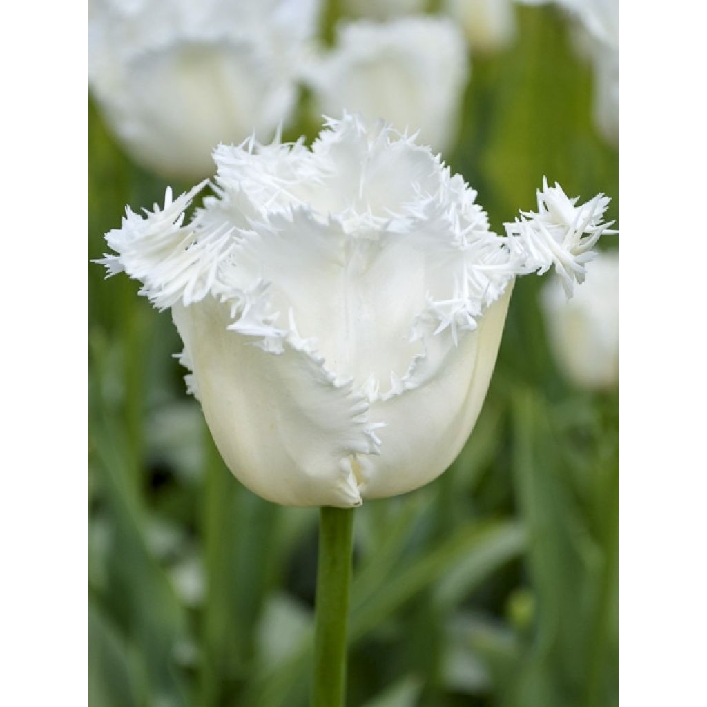 Tulipa crispa Daytona - gefranjerde tulp