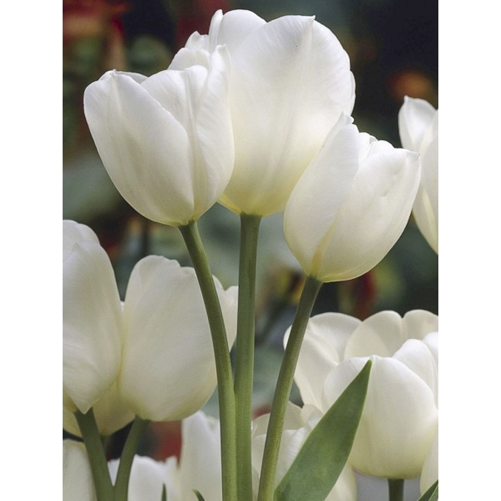 Tulipa Weisse Berliner - Meerbloemige tulp