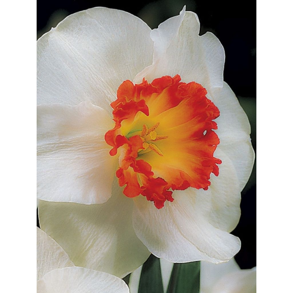 Narcissus Ring of Fire - Grootkronige narcis