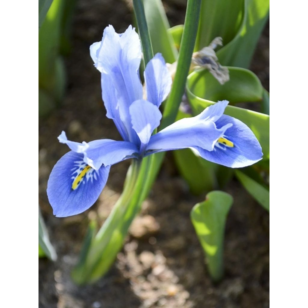 Iris reticulata Cantab - Netiris