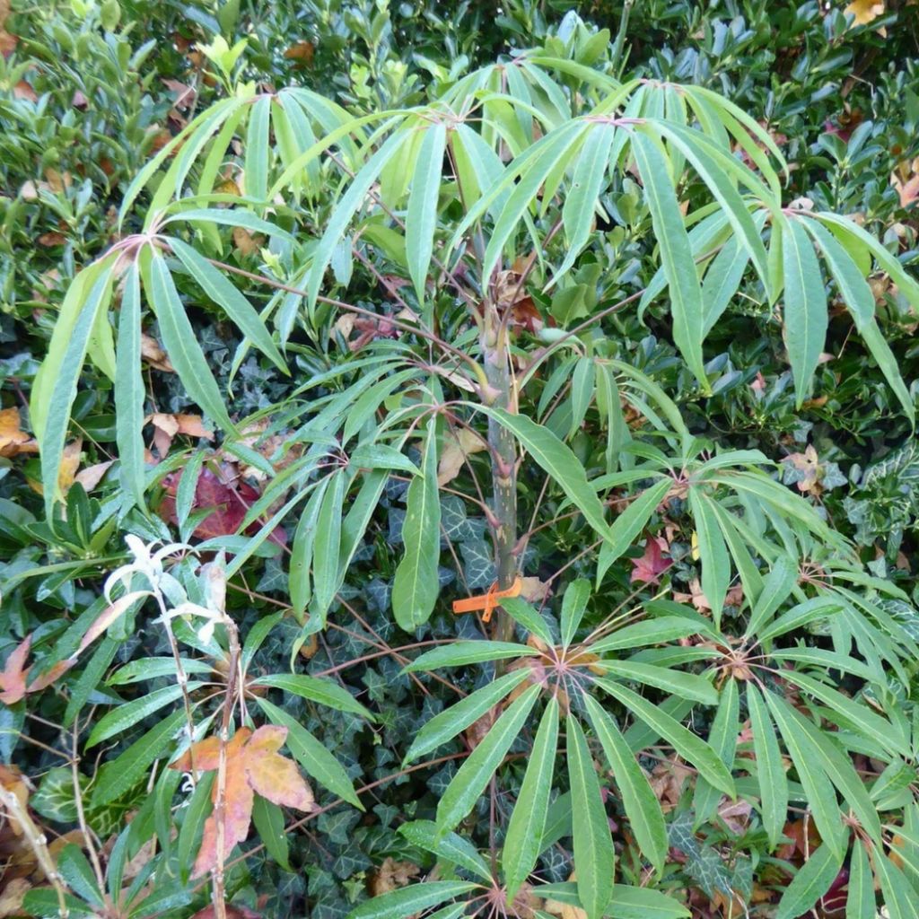 Schefflera taiwaniana - Vingersboom