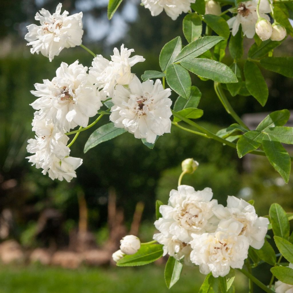 Rosa banksiae Purezza - Ramblerroos