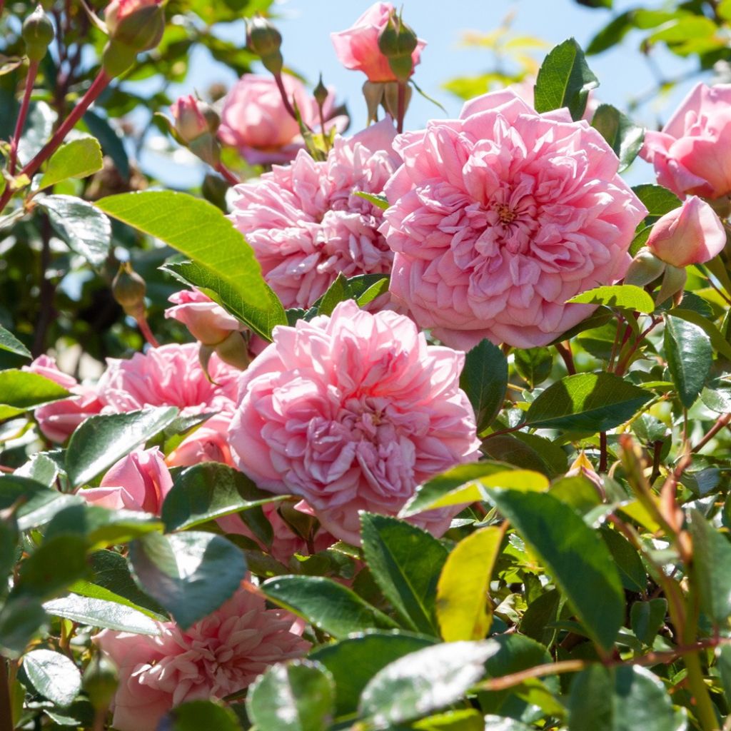 Rosa Paul Transon - Klimroos