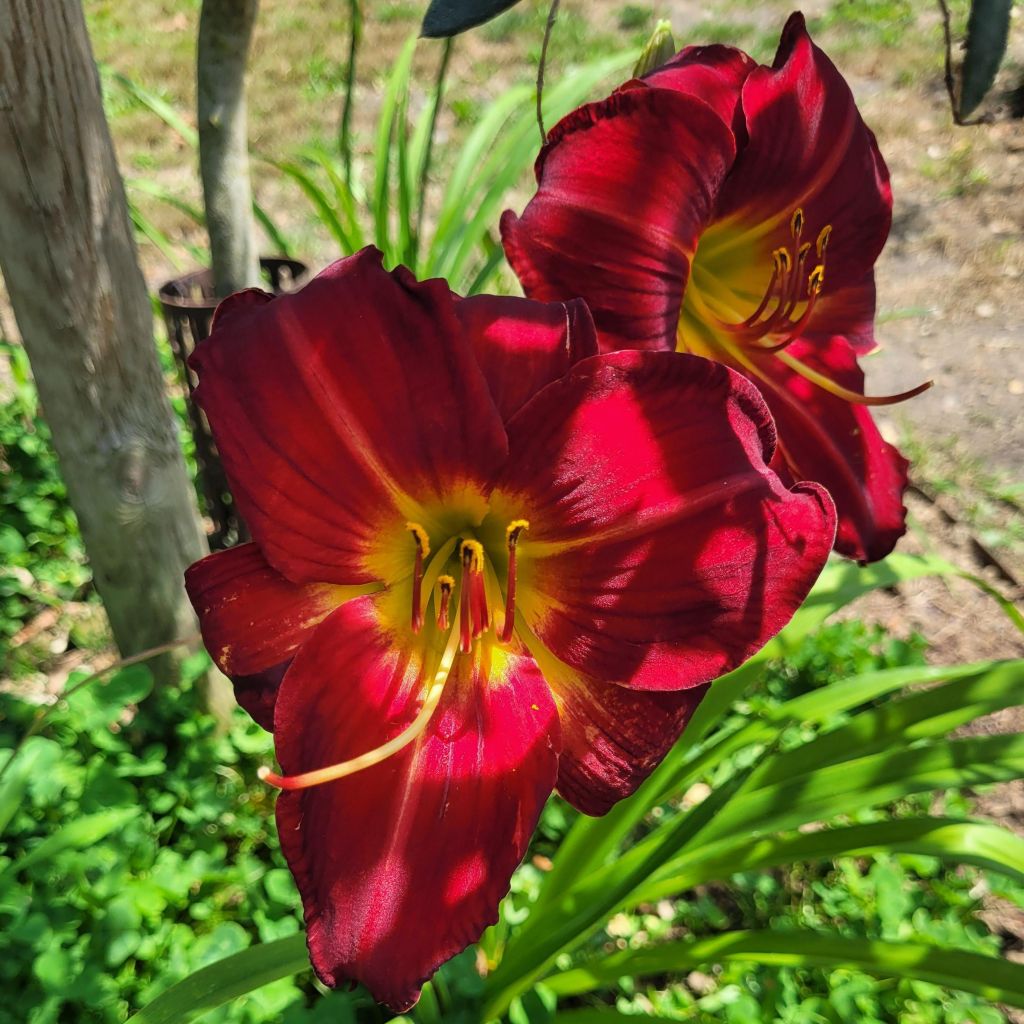 Hemerocallis Jolly Hearts - Daglelie