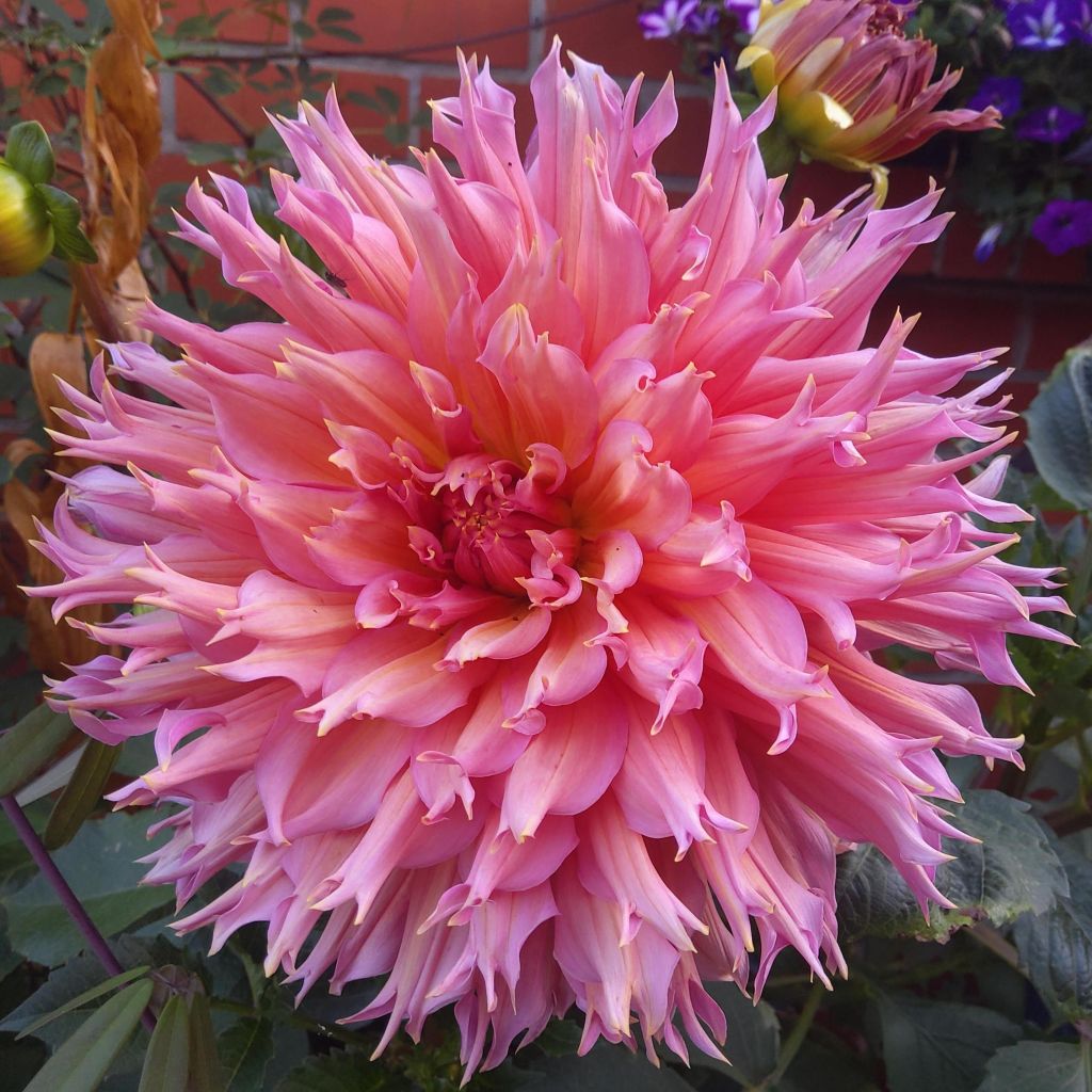 Dahlia Nenekasi - cactusdahlia