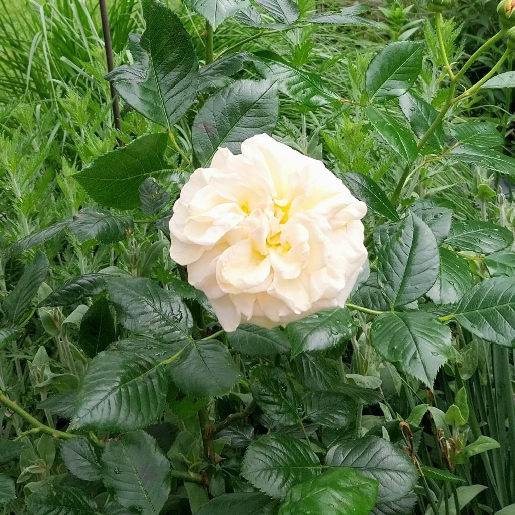 Rosa Amber Voluptia - Polyantharoos