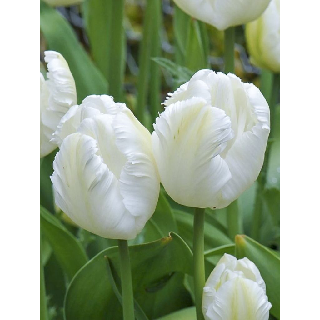 Tulipa Madonna - Papegaaitulp