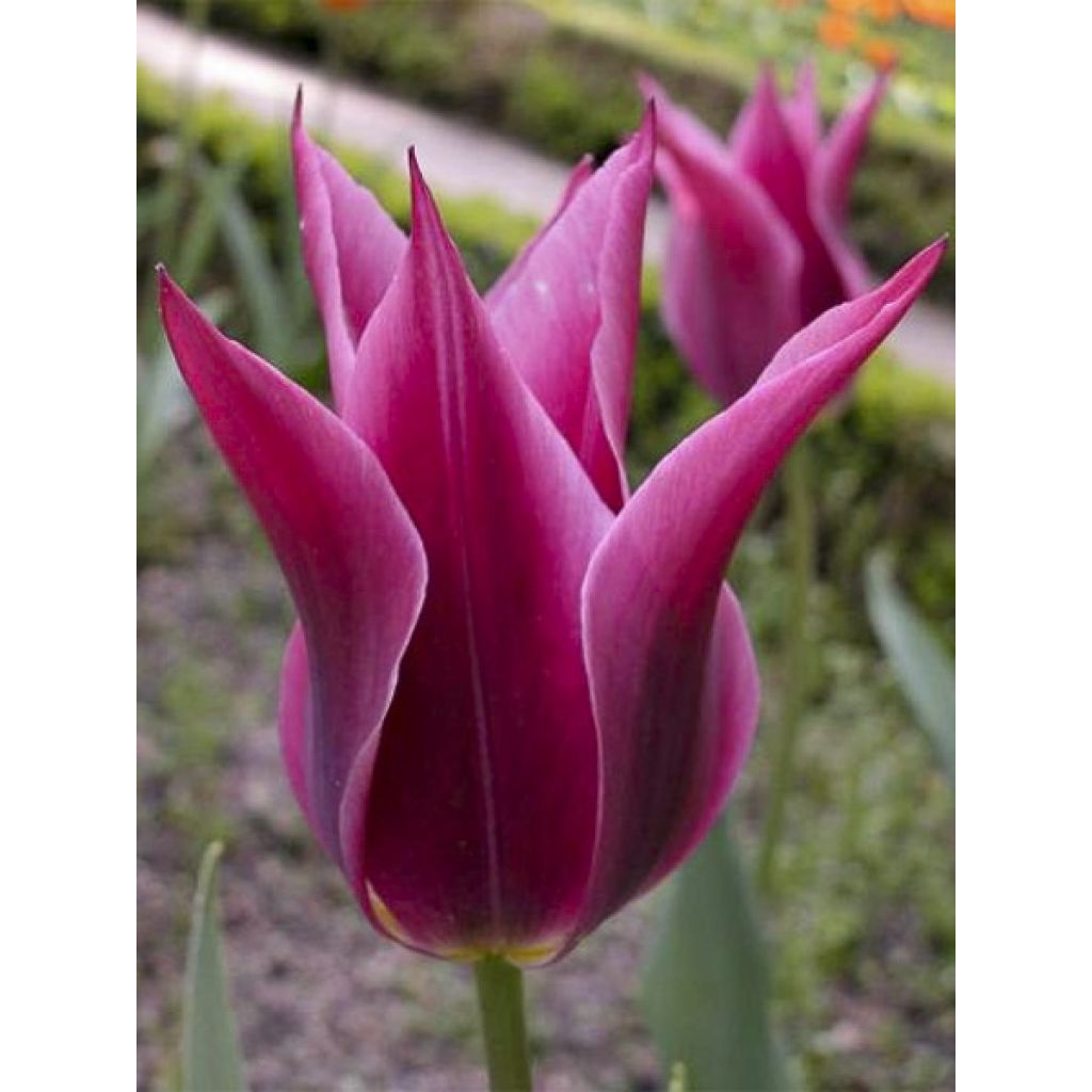 Tulipa Maytime - Leliebloemige tulp
