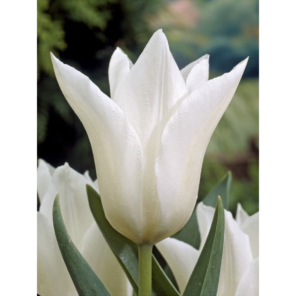 Tulipa White Triumphator - Leliebloemige tulp