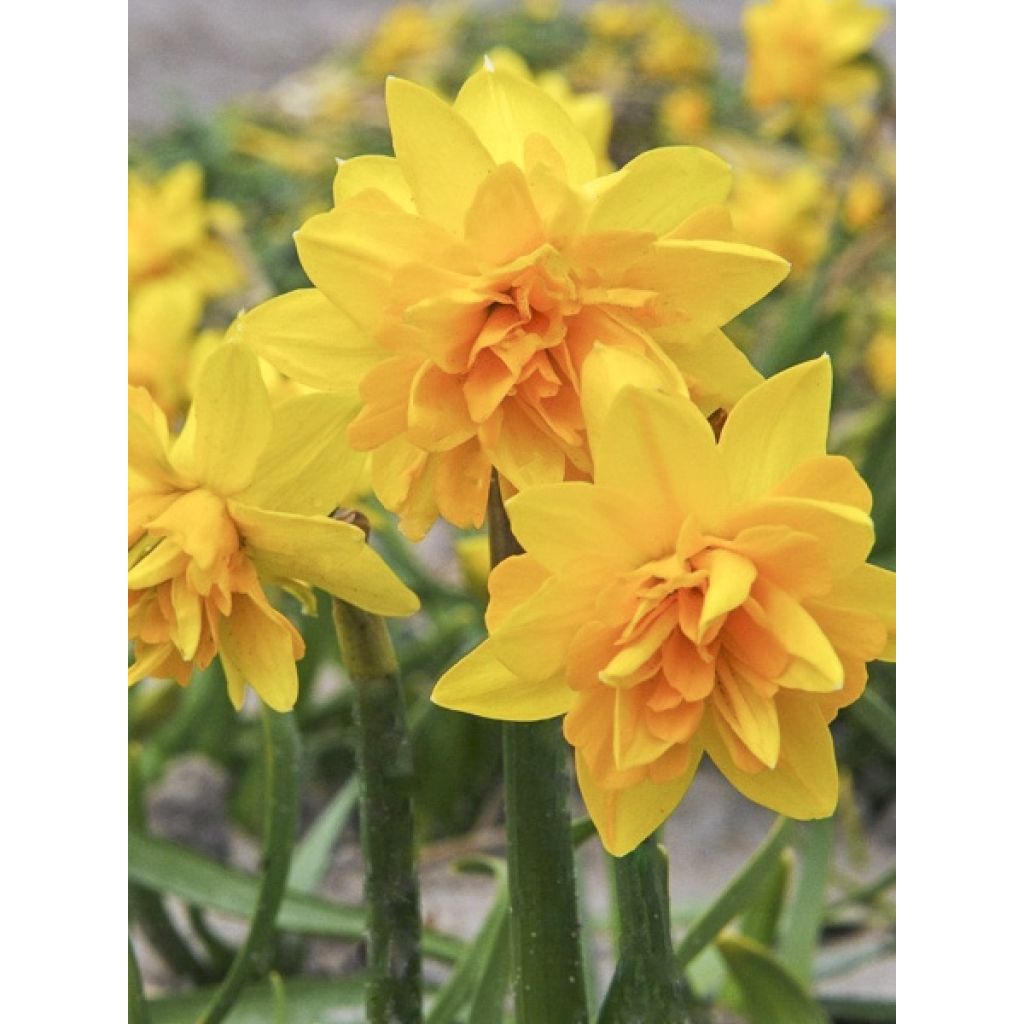 Narcissus cyclamineus Tête Bouclée - Dubbele Cyclamen-narcis