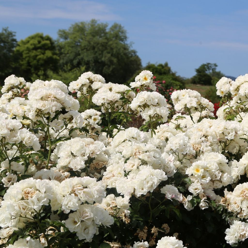 Rosa La Grande Motte - Trosroos