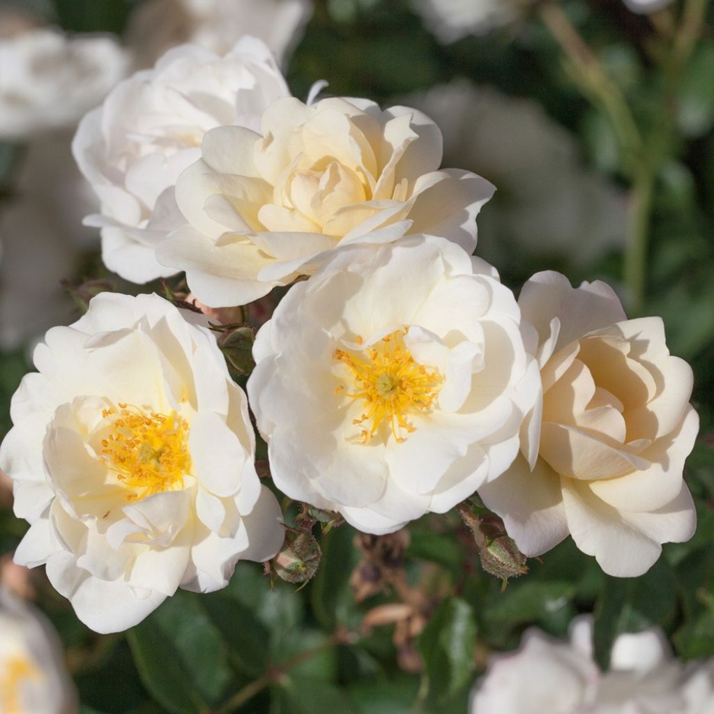 Rosa La Grande Motte - Trosroos