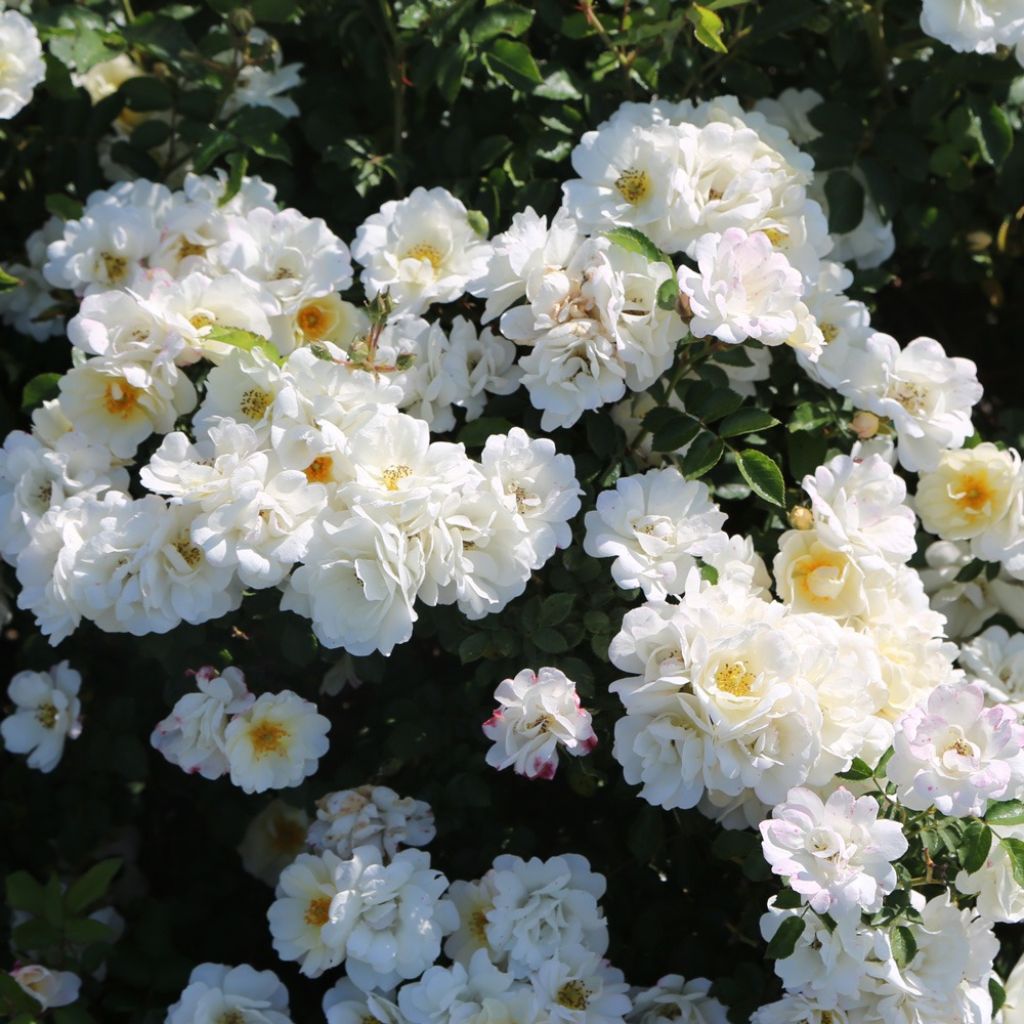 Rosa La Grande Motte - Trosroos