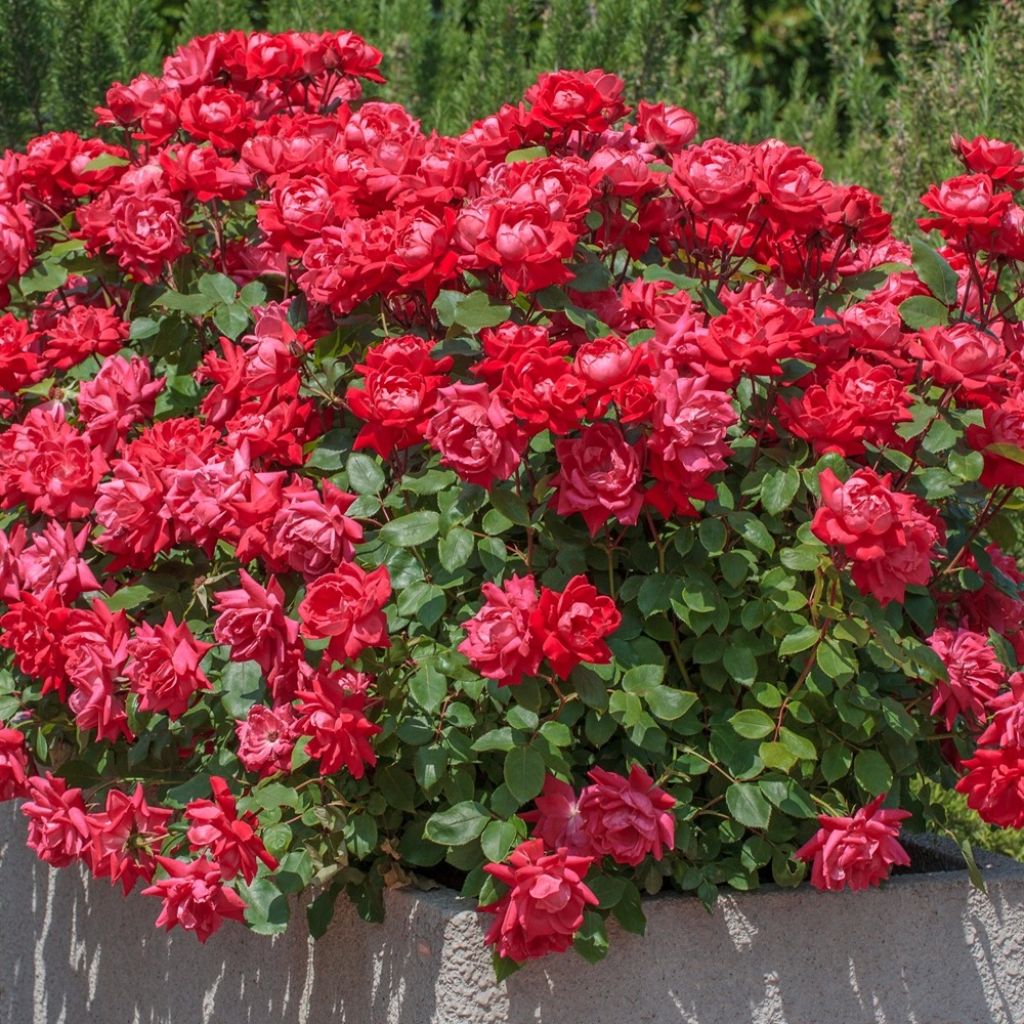 Rosa Double Knock Out - Bodembedekkende roos