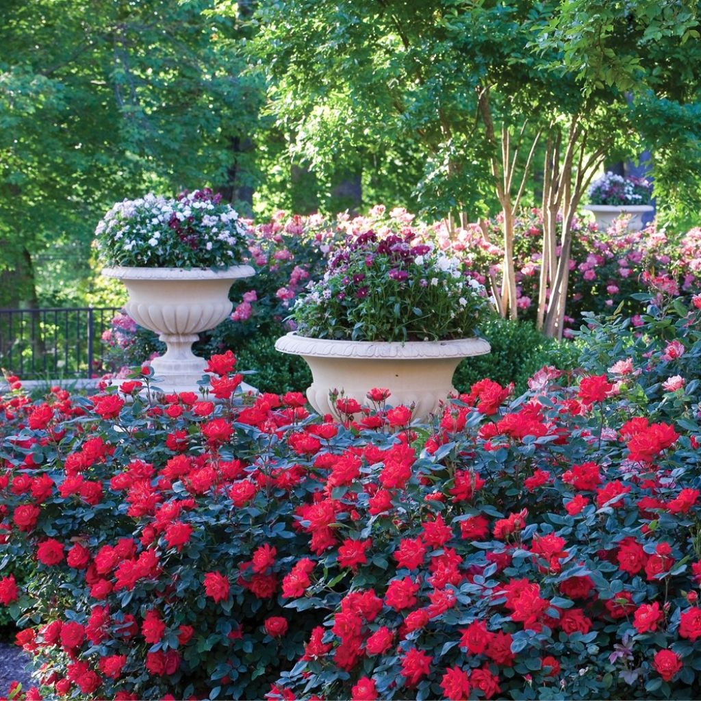 Rosa Double Knock Out - Bodembedekkende roos