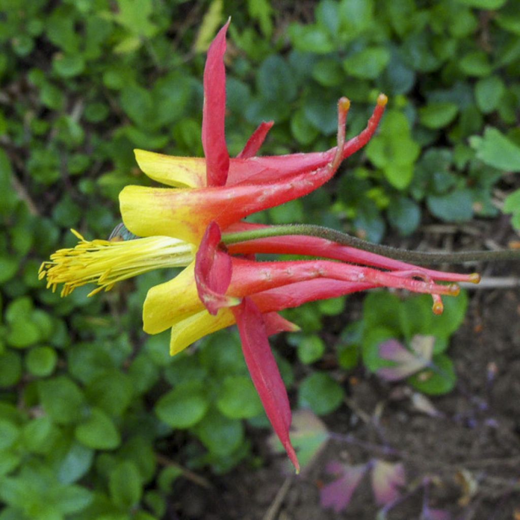 Akelei Tequila Sunrise (zaad) - Aquilegia skinneri
