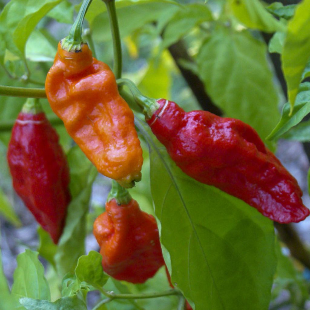 Chilipeper Naga Jolokia