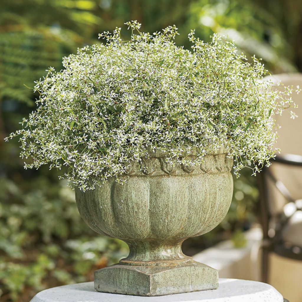 Euphorbia hypericifolia Diamond Frost - Wolfsmelk