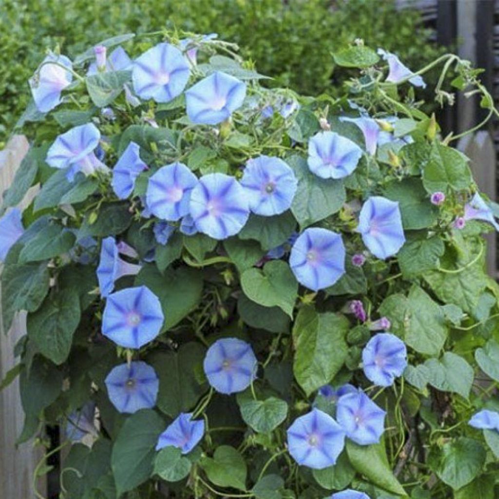 Ipomoea purpurea Light Blue Star (zaad) - Klimmende winde