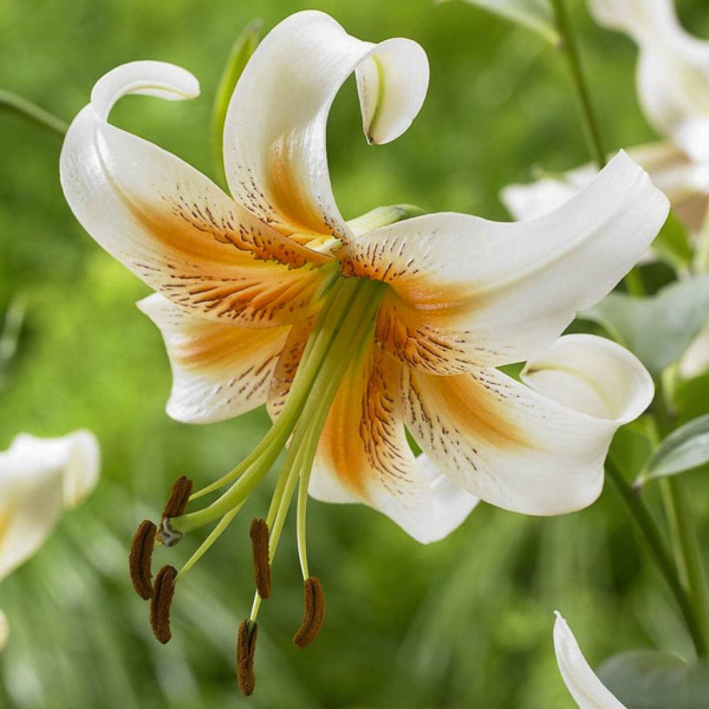 Lilium Lady Alice - Lelie