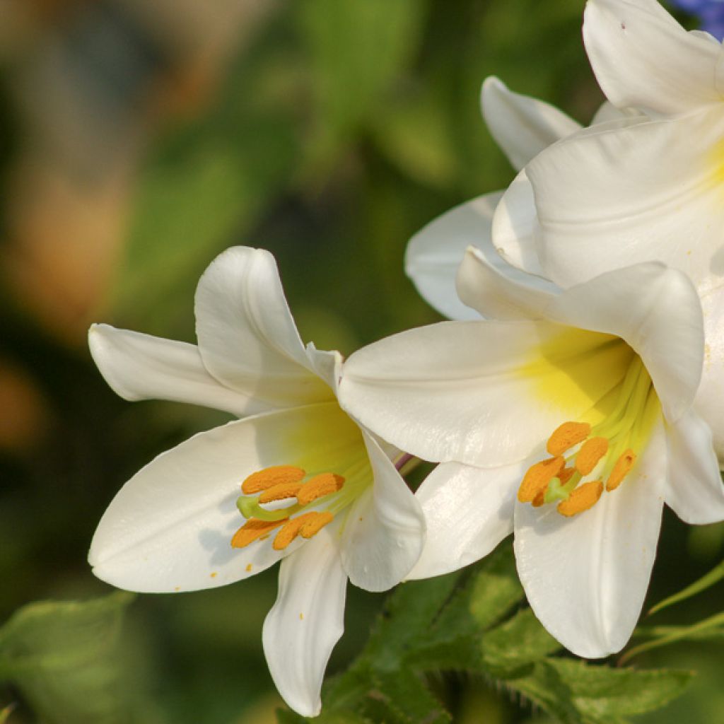 Lilium regale Album - Koningslelie