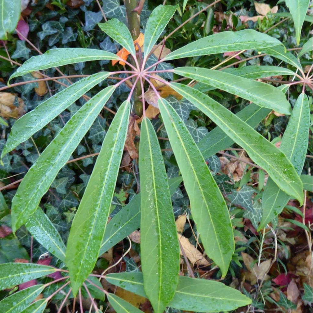 Schefflera taiwaniana - Vingersboom