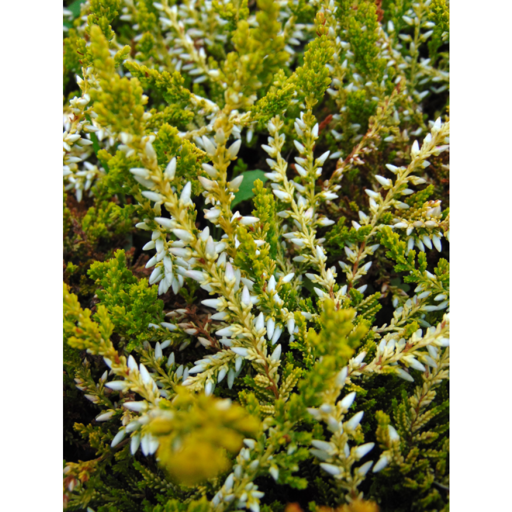 Calluna vulgaris Sandy - Zomerheide
